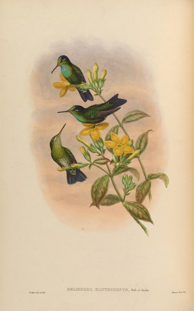 Heliodoxa xanthogonys von John Gould